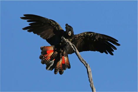 Black cockatoo