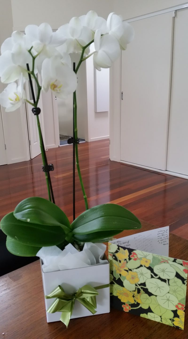 Flowers from my workplace