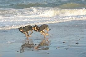 Kelpies