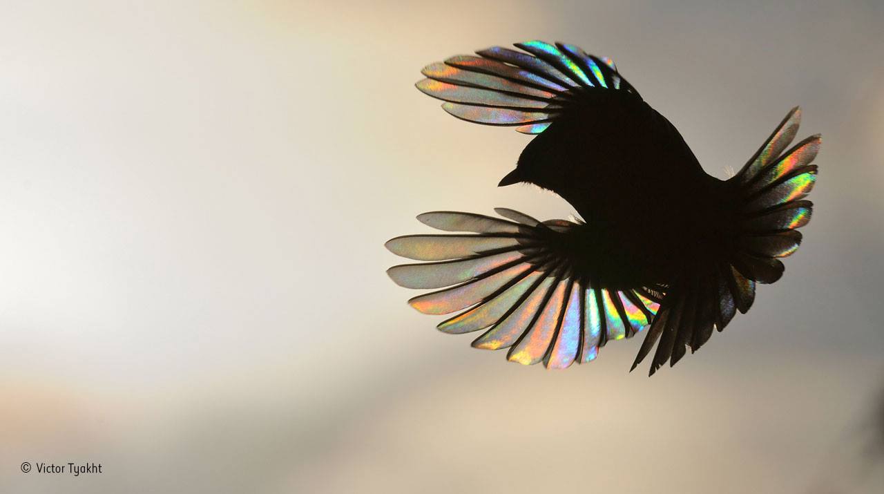 Victor Tyakht, Rainbow Wings 2017