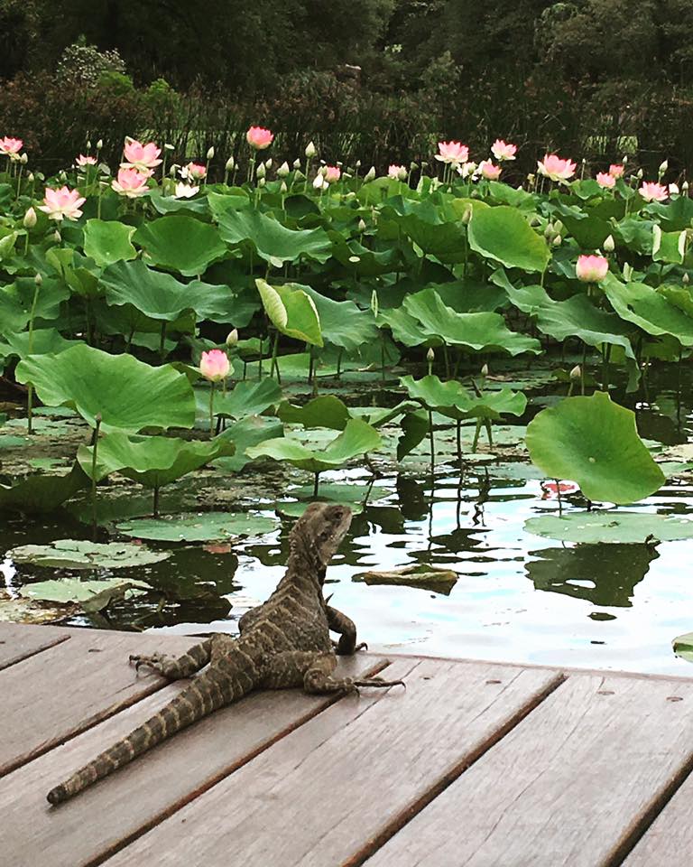 Water dragon