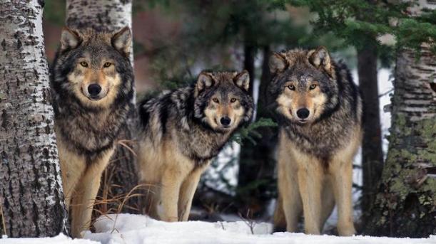 Wolves