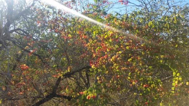 Elly_McDonald_Writer_Lenny21