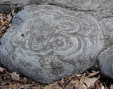 Stromatolite